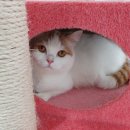 스타펫미팅 이미지