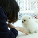 화이트포메라니안 이미지