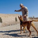 꼬리 흔드는 강아지 이미지