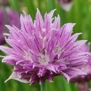 차이브(CHIVES)