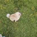 충장로뚱땡이 | 광주 강아지 애견사진 증멍사진 <봉구네사진관> 완전 실력자가 찍어주심! (feat.강아지 자랑)