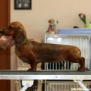 쿠어츠바인에 이미지