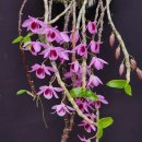 Dendrobium Nestor nine Dragon 덴드로비움 네스터 나인 드레곤 이미지