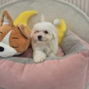 Dog&dog | 안산강아지 분양 어디서 해야 할까 내가품은DOG 실제 후기 기반 정리