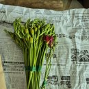 골드농장 | 올래농장 프리지아 온라인 꽃 배송 내돈내산 후기｜꽃 택배 선물 추천🌼