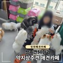 약지애견카페 | 인천 논현동 애견카페 추천, 강아지 50마리 약지상주견 애견카페 후기