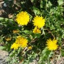 솔내음민박 이미지