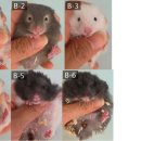 부산햄스터분양 행복햄 이미지