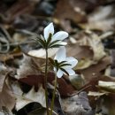 야생화 촬영시 주의점 / Precautions when photographing wildflowers 이미지