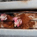 원준농장 이미지