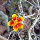 회원동팔거리 이미지