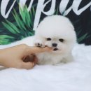 강아지분양 더펫 이미지