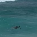 윤식당 | 길리 윤식당 촬영지 숙소 ‘빌라 펜유’ 후기 | 거북이 5마리 만난 터틀스팟