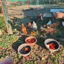 대봉농장 이미지