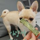 사수제 이미지
