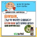 총채벌레, 그냥 약 뿌리면 소용없다? 유인제 활용 실전 방제법 총정리(총채벌레 등록약제 정보-총채나방...