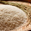 🍚 캐리어에 쌀 가득! 일본 관광객이 한국 쌀에 빠진 이유, 그 뒷이야기