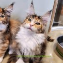 티피쿤(TIPPYCOON) 이미지