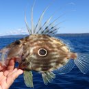 자갈치와 어머니 | KBS1TV 동네 한 바퀴 327회 후기 해운대 보일링크랩 카페 거리 자갈치 시장 달고기 식당