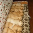 스시오 Daum카페