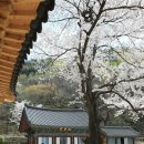 대구 비슬산 용연사 琵瑟山 龍淵寺 벚꽃 이미지