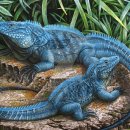 이구아나 이미지