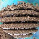 손오공농장 이미지