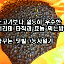 소고기보다 월등히 우수한 서리태 타작과 효능 먹는방법 이미지