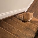 뚱보 고양이 이미지