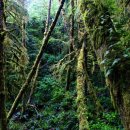 숲(Forest) 이미지