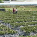 선화농장 이미지