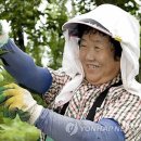 청매실