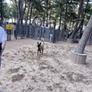 댕댕마실 | [애견동반 대형견 여행] 강원도 정선에서 하는 댕댕트레킹 다녀온 후기!