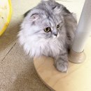 카밍캣 | [산수동 카밍캣] 교감하며 하는 고양이 광주 무마취미용! 솔직후기