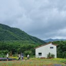 산골농장 | 고성 가볼만한곳 고성 하늬라벤더팜 라벤더축제 실제 방문 후기