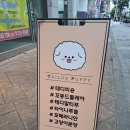 김해 강아지분양 고양이분양 도그하우스 대성점 | 김해강아지분양 김해고양이분양 추천 테일러퍼피 방문!