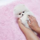 몽이 애견샵 이미지