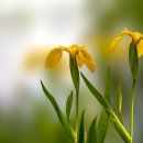 노랑꽃창포(Iris pseudacorus) 이미지