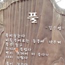 루피니스 이미지