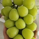 케이팜스타 이미지