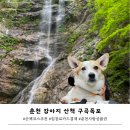춘천 강아지 산책 구곡폭포 (입장료, 애견동반)