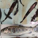 미동정 Flavobacterium균에 의한 무지개송어의 아급성 피부 부식병 이미지