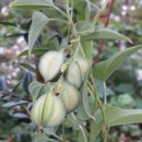 대천천1 이미지