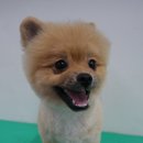 똥강아지애견샵 이미지