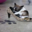 The 쇼독 이미지