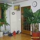 몽키바나나 이미지