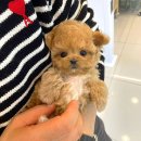 하남강아지 이미지