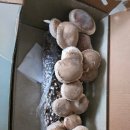 솔고 | [리뷰🌱] 집에서 키우는 참솔고 표고버섯 재배키트 후기