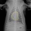 W 인천심장동물병원 이미지