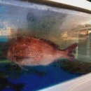 광창로 | 한겨울에 대방어 먹으러 갔다가 신선함에 반함｜목포명가 과천점 솔직 후기